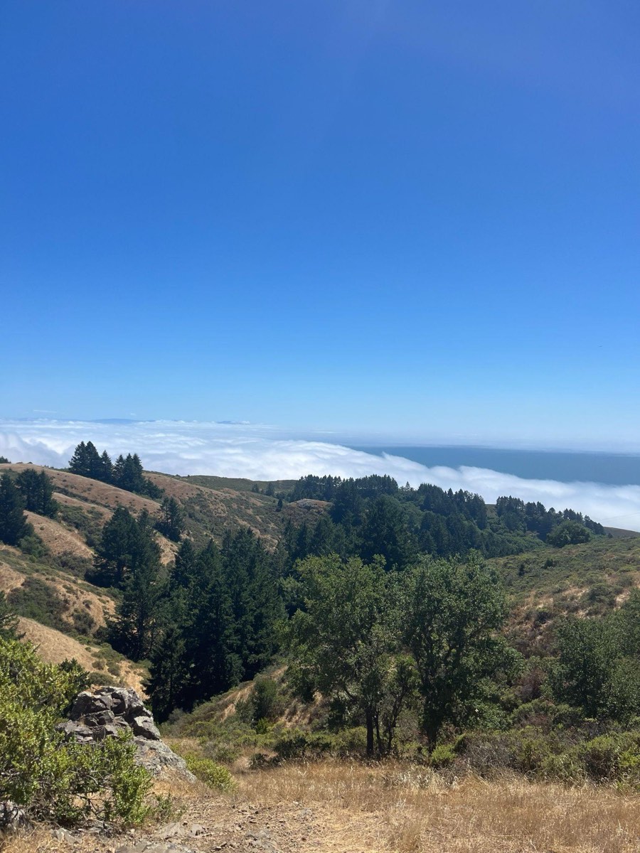 Above the clouds on Mt. Tamalpais